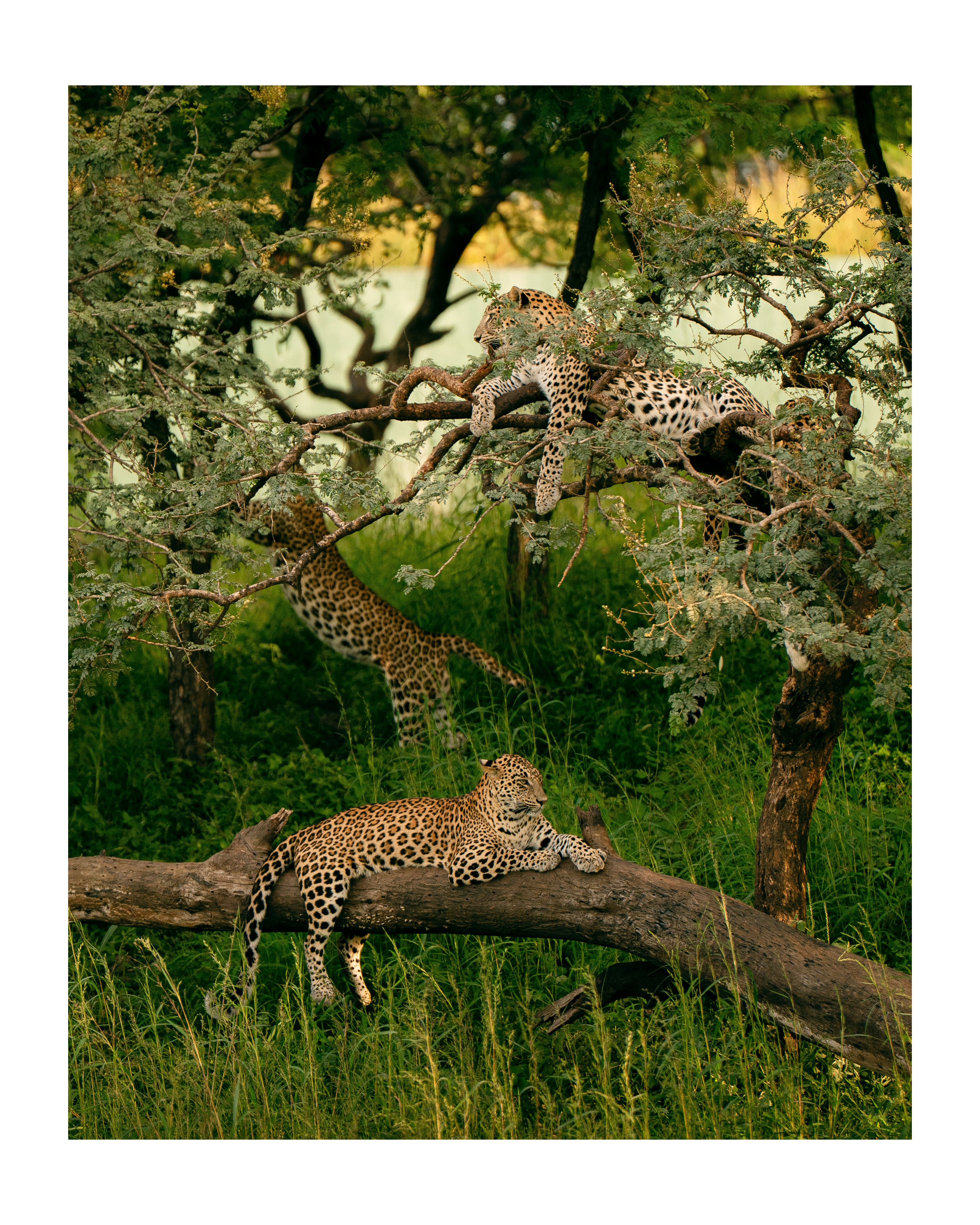 Rahul Prajapati - Sylmara - Laypards